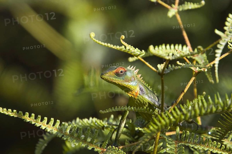Beautiful Lizard