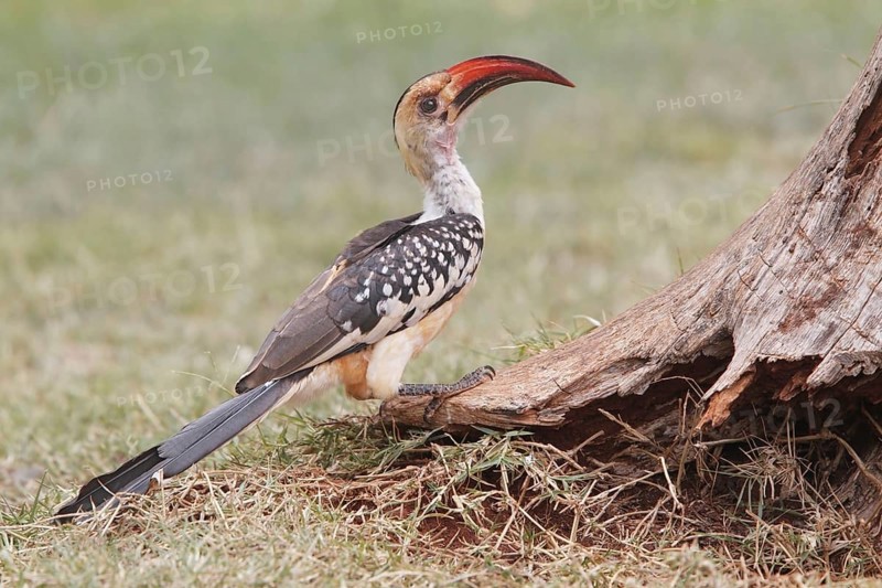 Northern red-billed toco