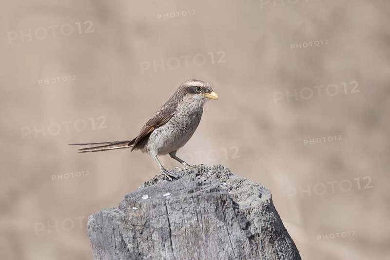 Yellow-billed shrike