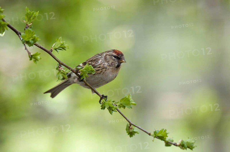Lesser lesser redpoll