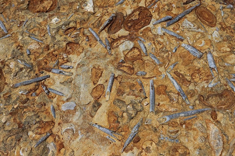 Belemnite rostrum fossils in rock at base of cliff on beach