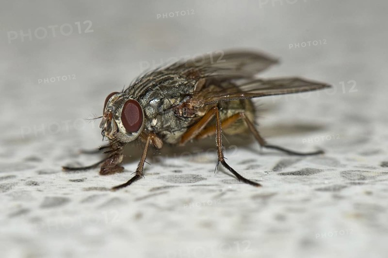 House fly