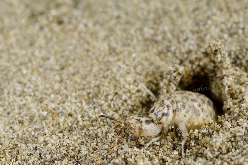 Antlion