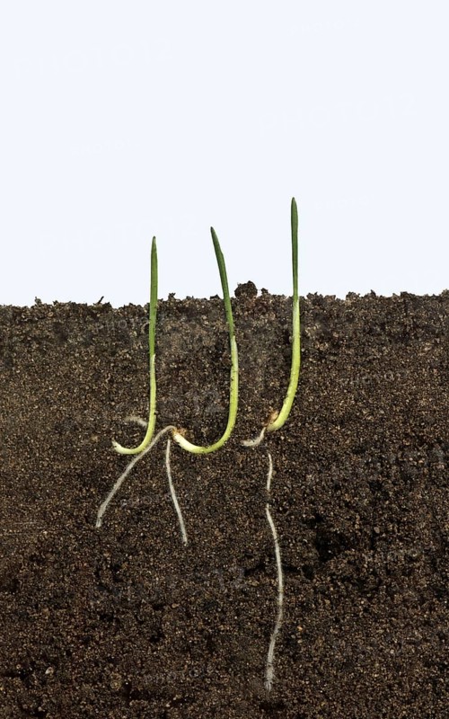 Wheat seeds germinating in a glass-sided container and showing root and air development