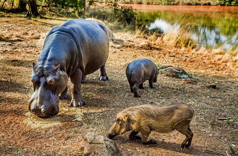 Hippo feeding with warthogs