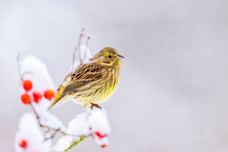 Yellowhammer