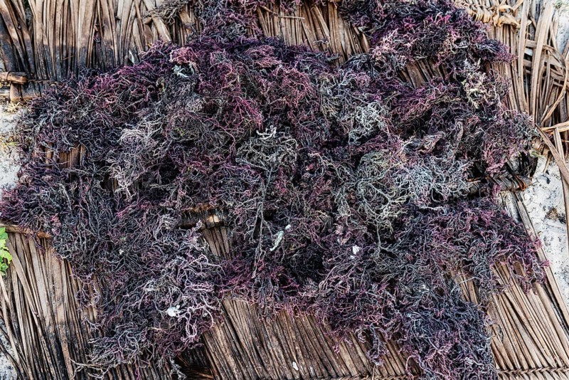 Red algae