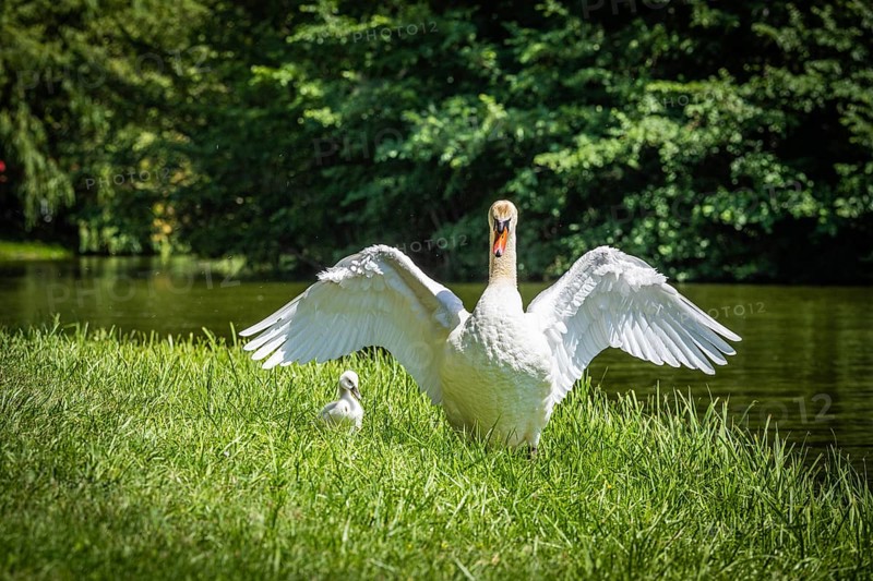 Swan