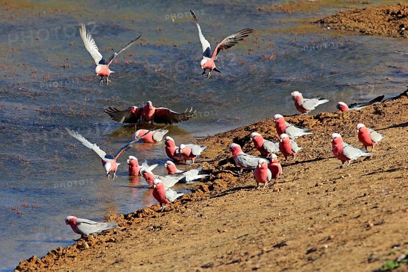 Pink Cockatoo
