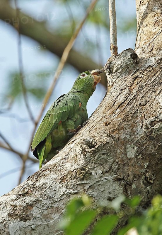 Southern mealy amazon
