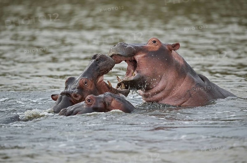 Hippopotamus