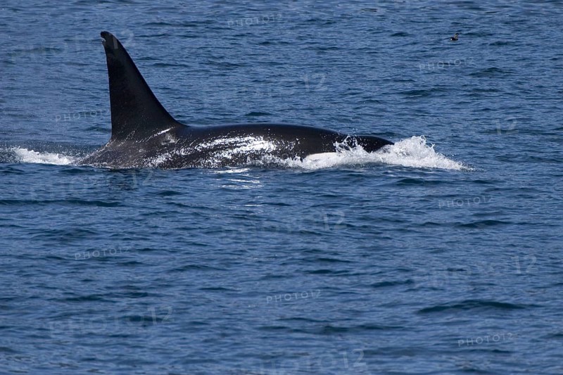 Killer whale