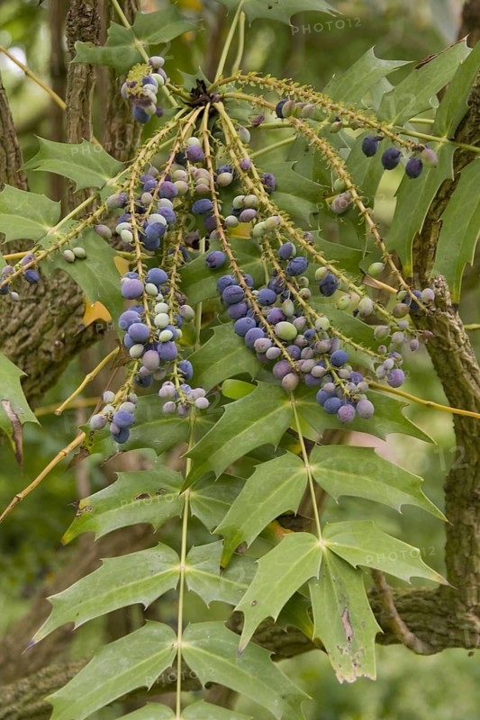 Mahonia