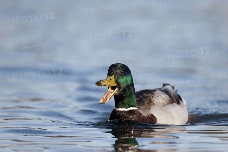 Mallards