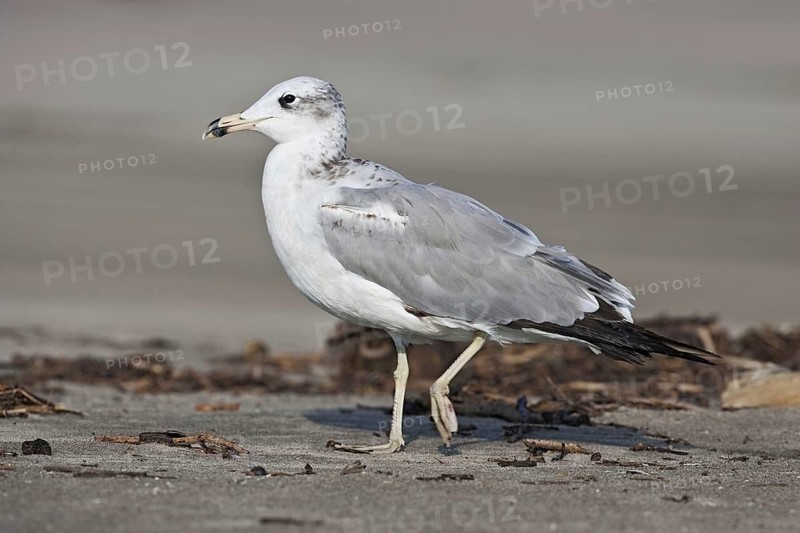Great Black-headed Gull