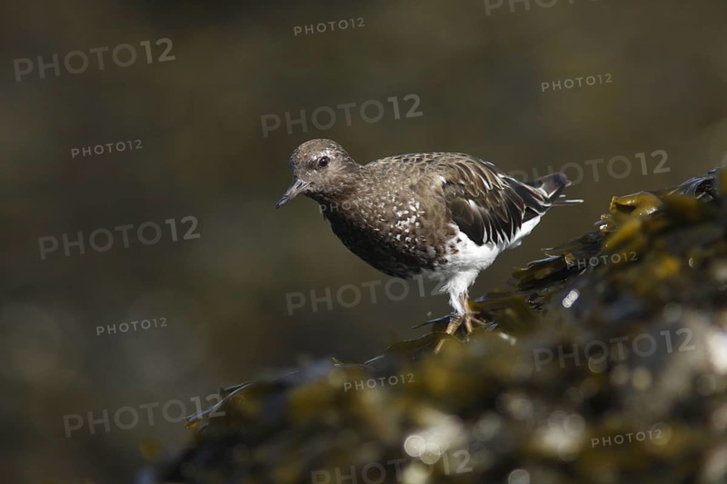 Black Turnstone