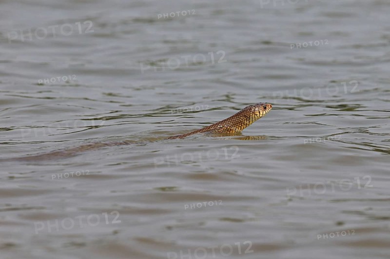 Oriental rat snake