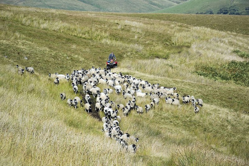Sheep farming