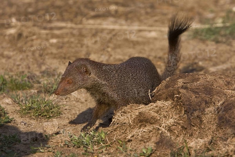 Zeylandicus