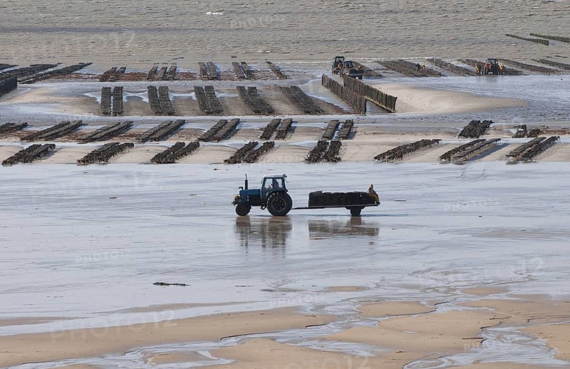 View of oyster beds with tractor and trailer at low tide