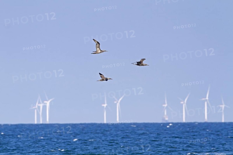 Northern Gannet