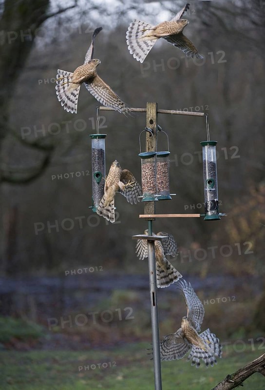 Eurasian eurasian sparrowhawk