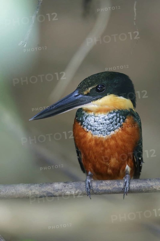 Green-and-rufous kingfisher