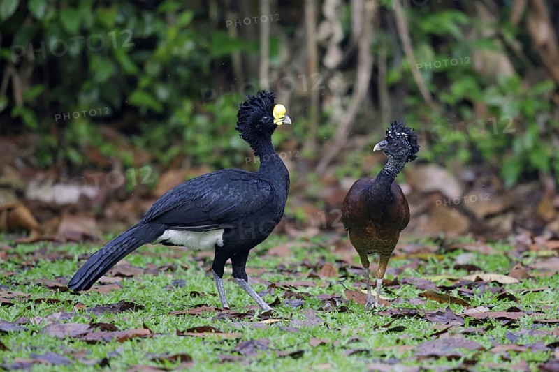 Great Curassow