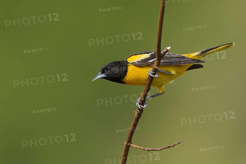 Baltimore baltimore oriole