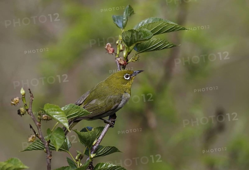 Japanese japanese white-eye