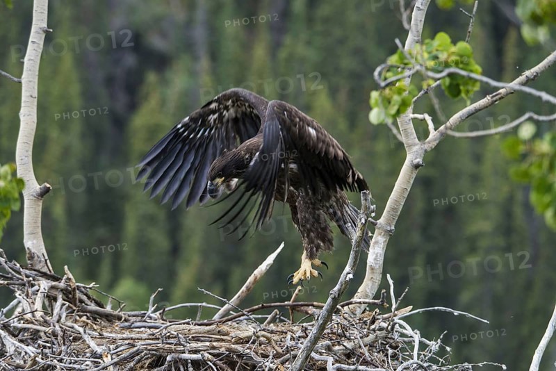 Bald Eagle