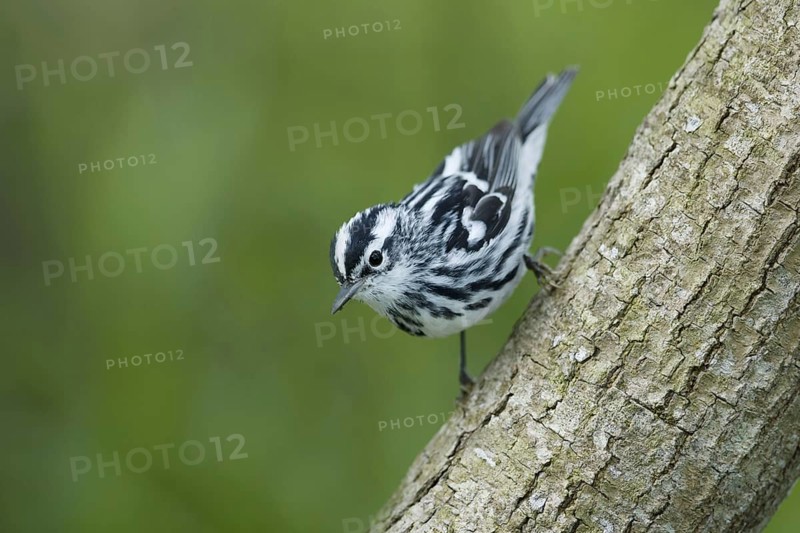 Black-and-white Warbler