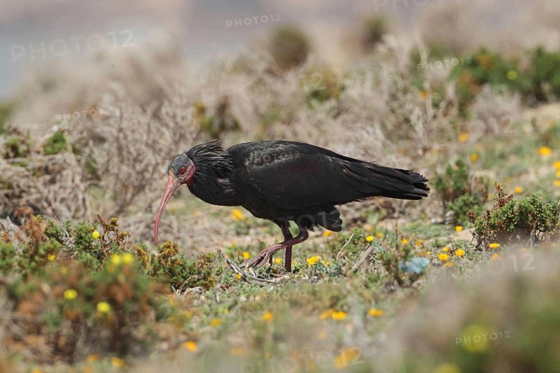 Northern Bald Ibis