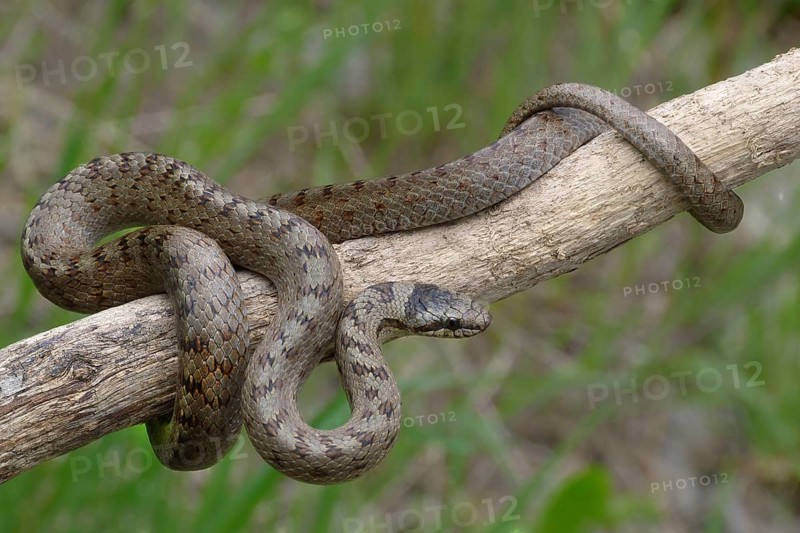 Southern Smooth Snake