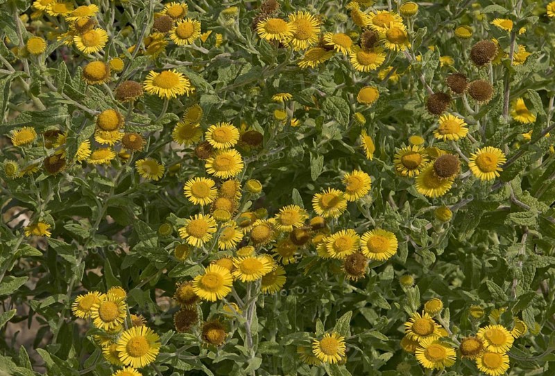 Yellow flowers of common fleabane