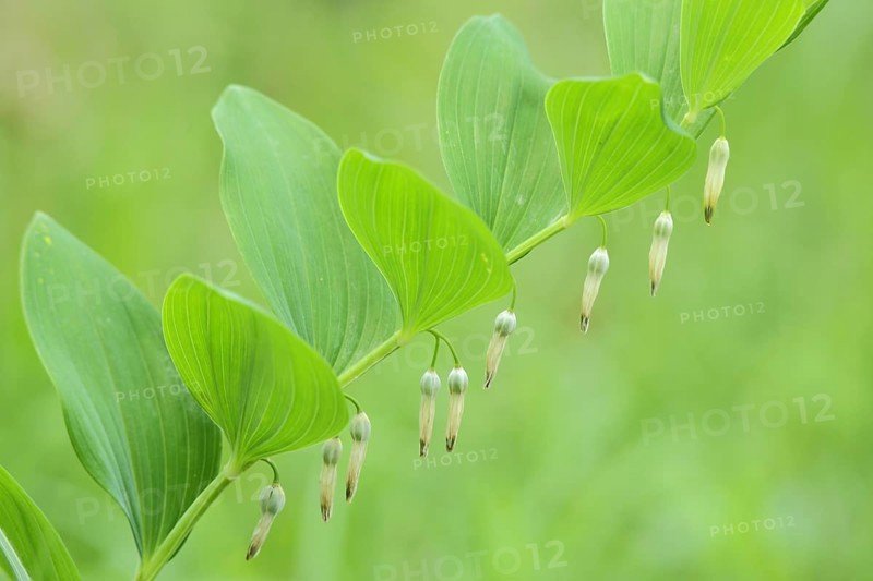 Solomon's seal
