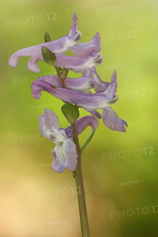 Hollow larkspur