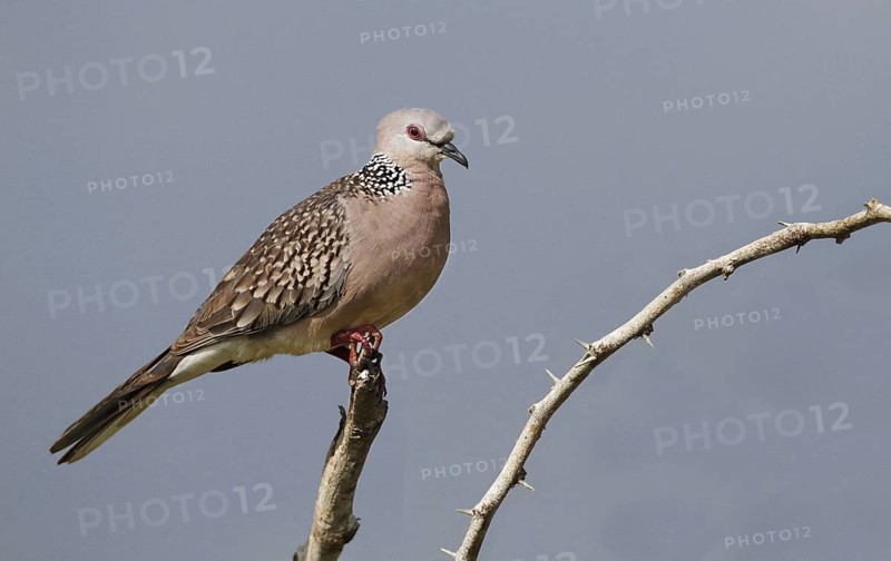 Spotted Pigeon