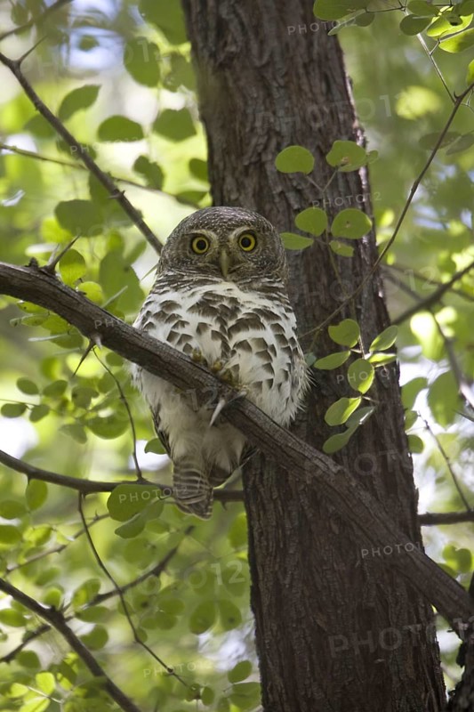 African barred owlet
