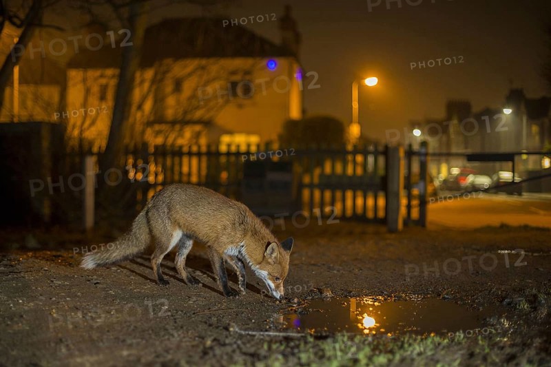 European Red Fox