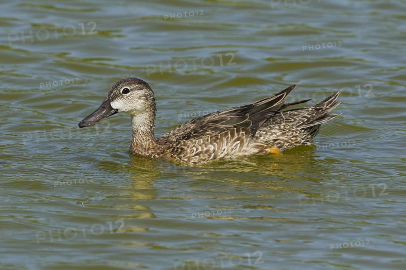 Blue-winged teals