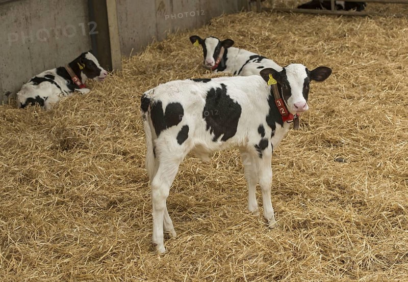 Domestic Cattle