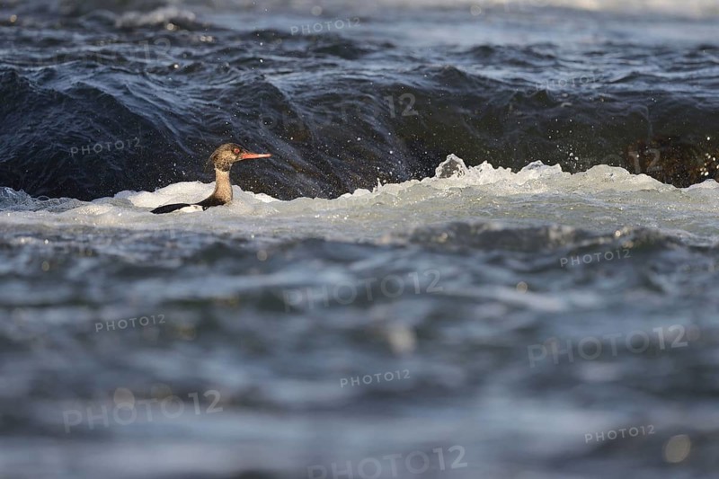 Red-breasted merganser