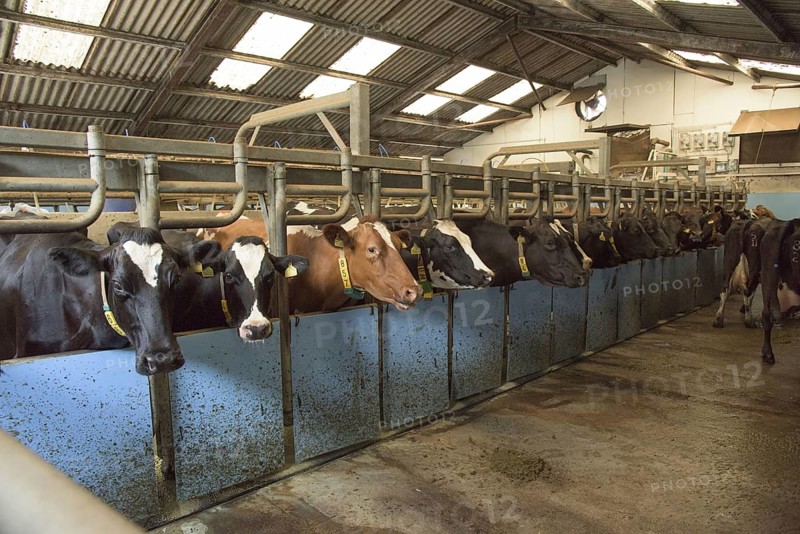 Dairy farming