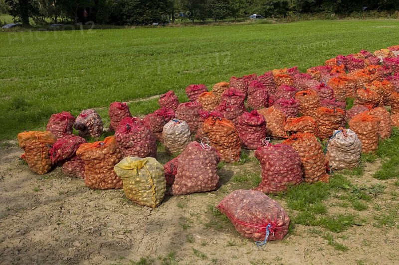 Daffodil bulbs in a field on Jersey Island