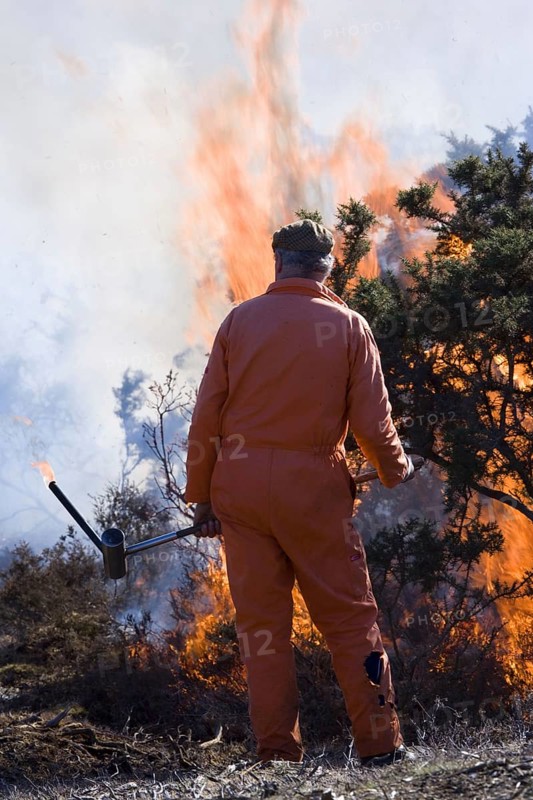 Controlled burning of heather vegetation