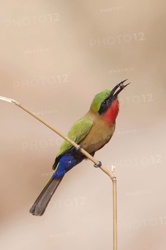 Red-throated bee-eater