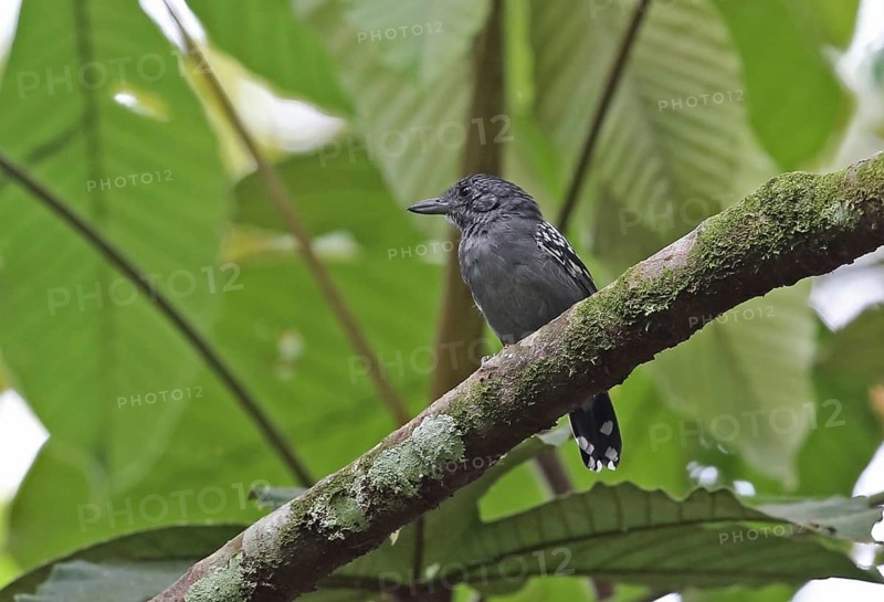 Black-crowned Antshrike