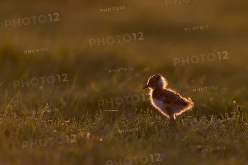 Northern Lapwing