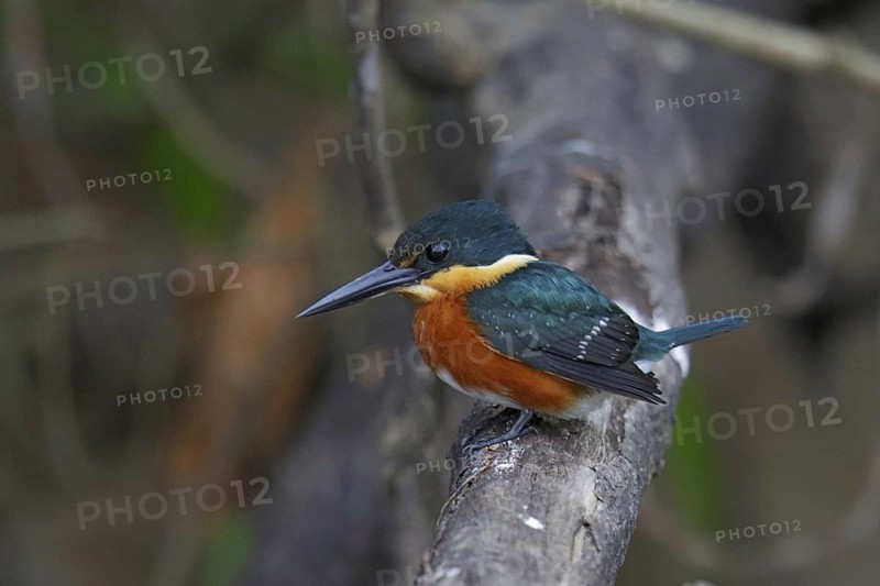 American pygmy kingfisher